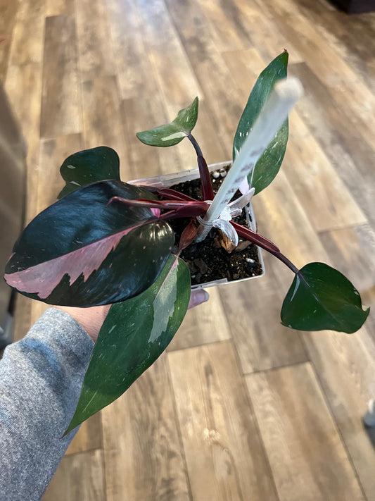 Philodendron Pink Princess - regular