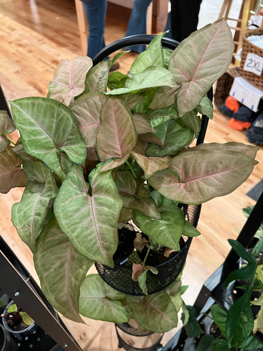 Syngonium Pink Allusion