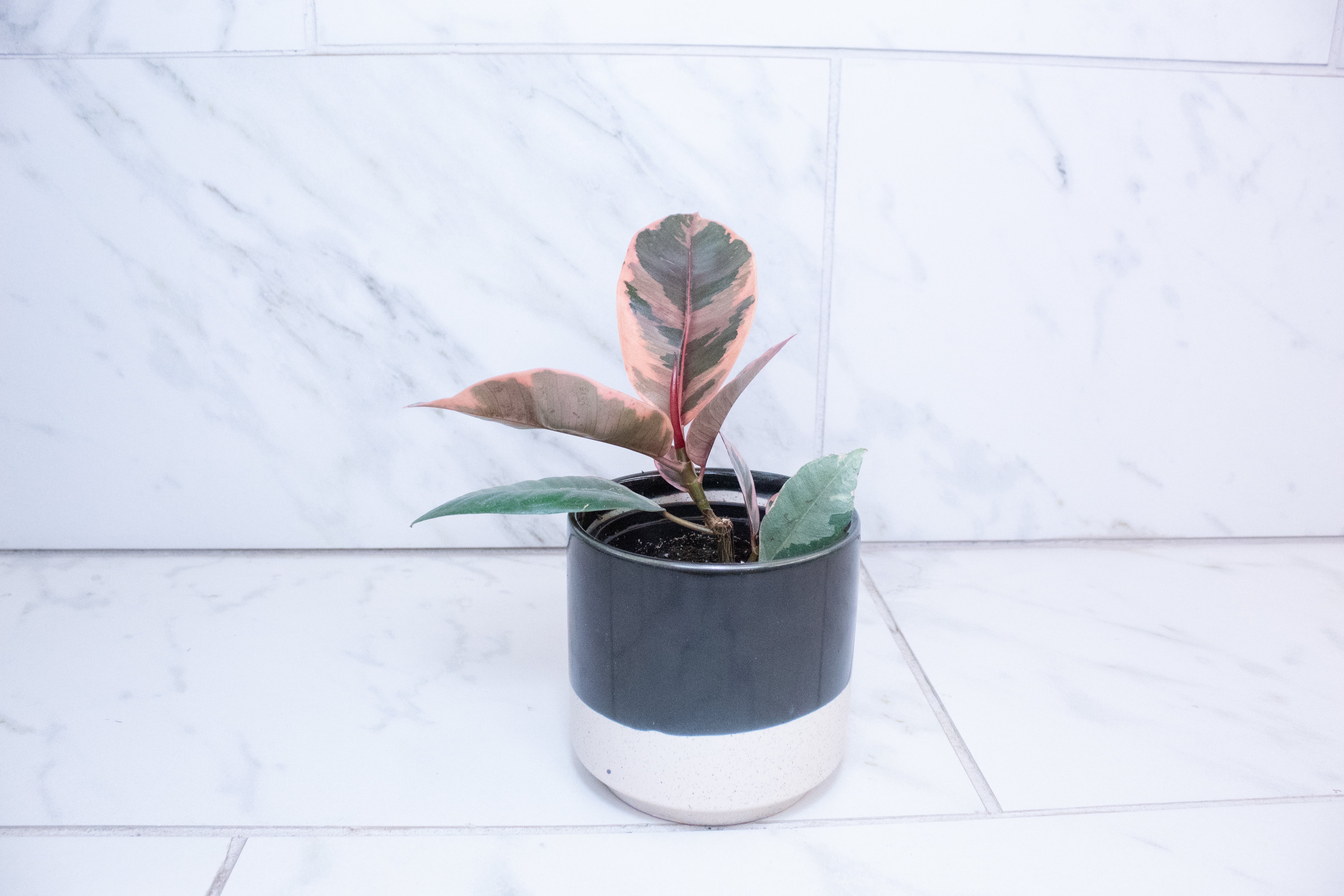 Ficus Ruby, 4" Plant