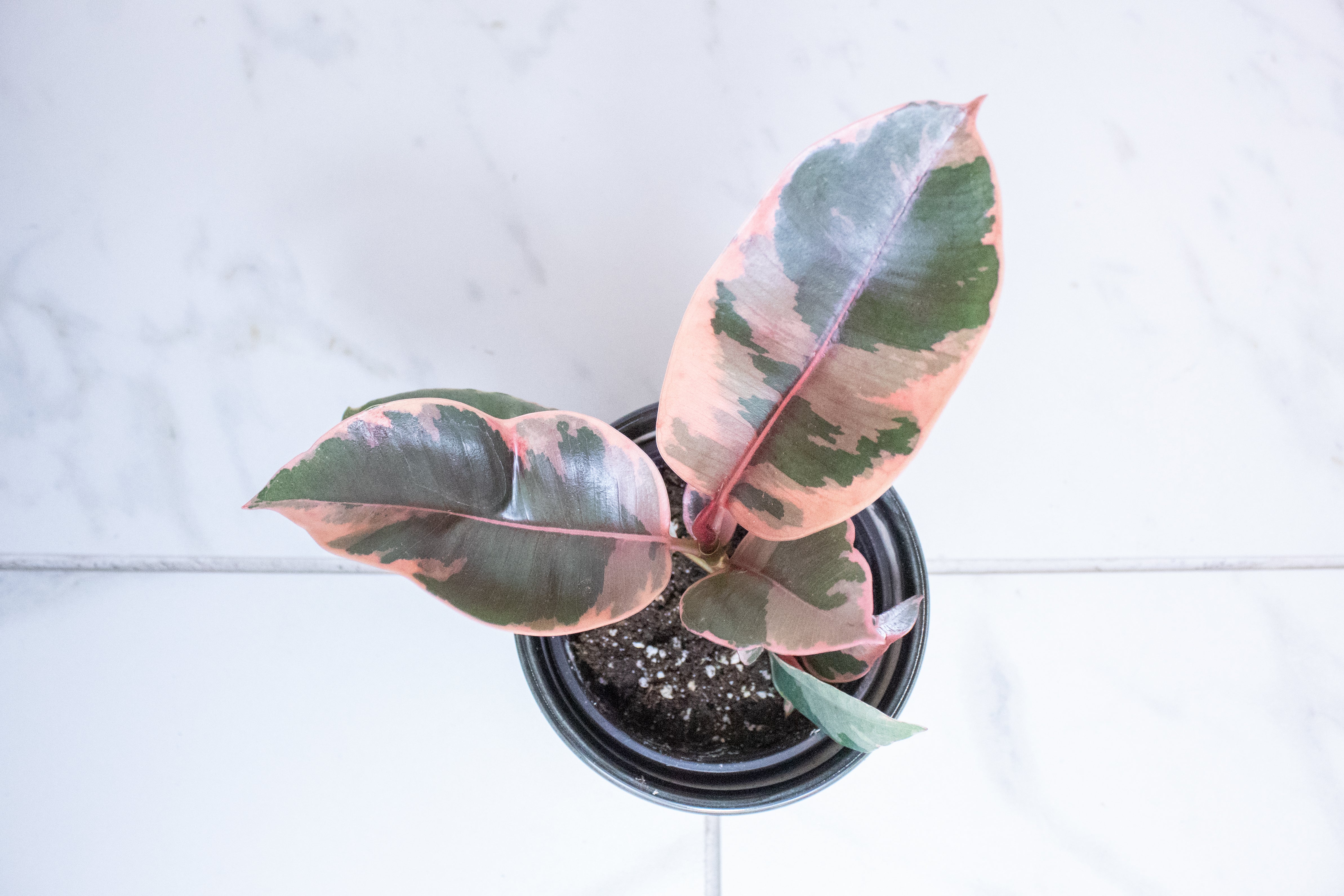 Ficus Ruby, 4" Plant