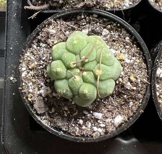 Astrophytum Asterias turtle