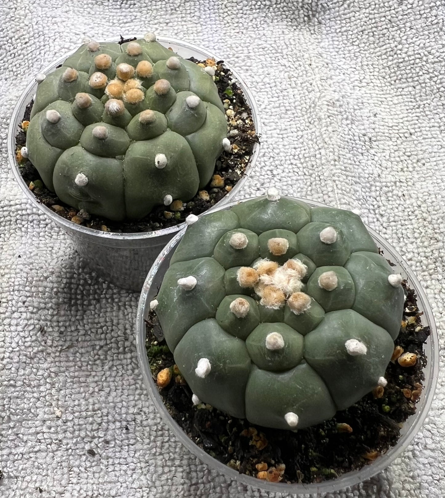 Astrophytum asterias cv. kikko 'Turtle'