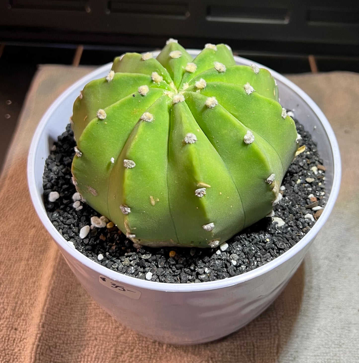 Astrophytum Asterias domino