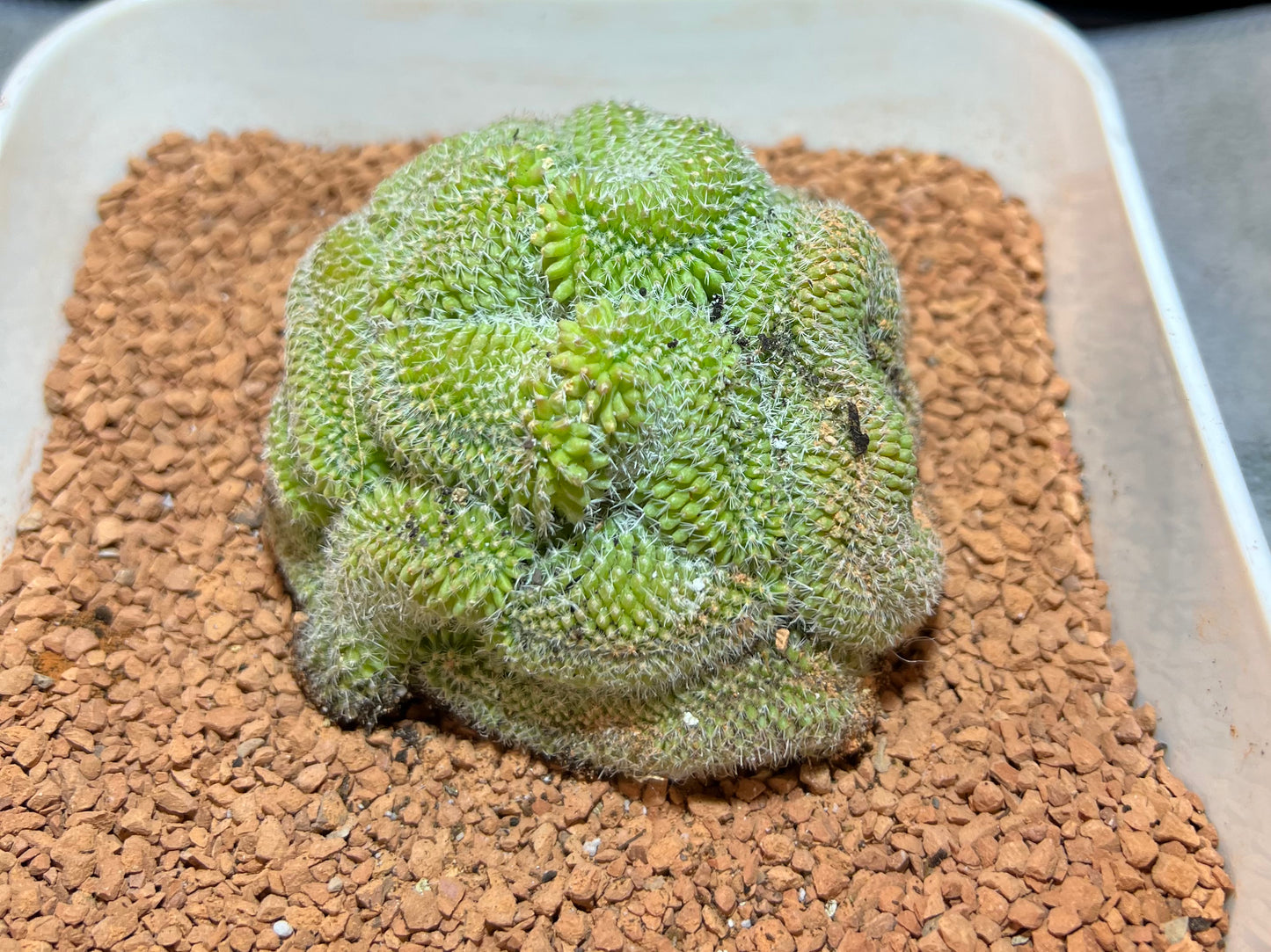 Brain Cactus - specialty