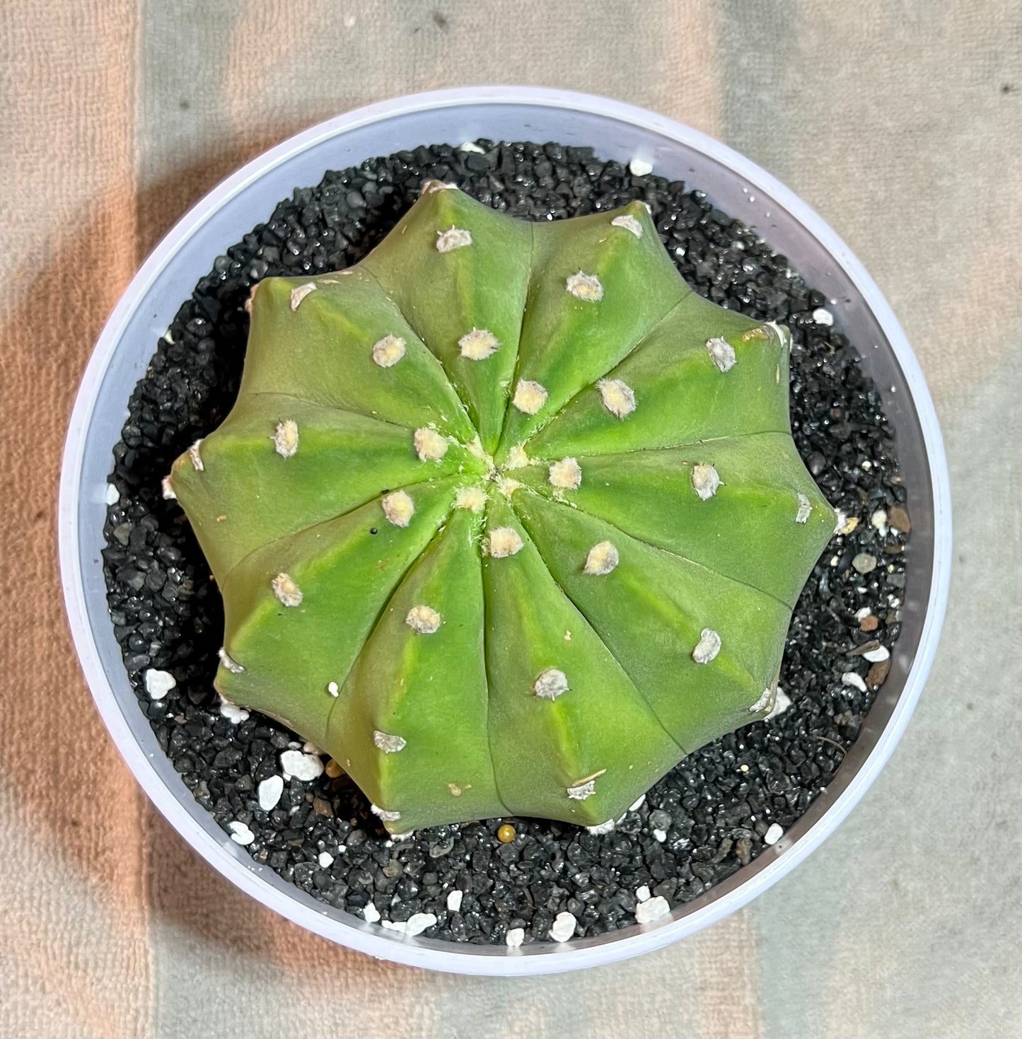 Astrophytum Asterias domino