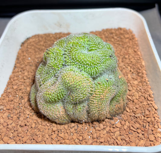 Brain Cactus - specialty