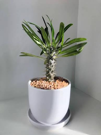8in Madagascar Palm