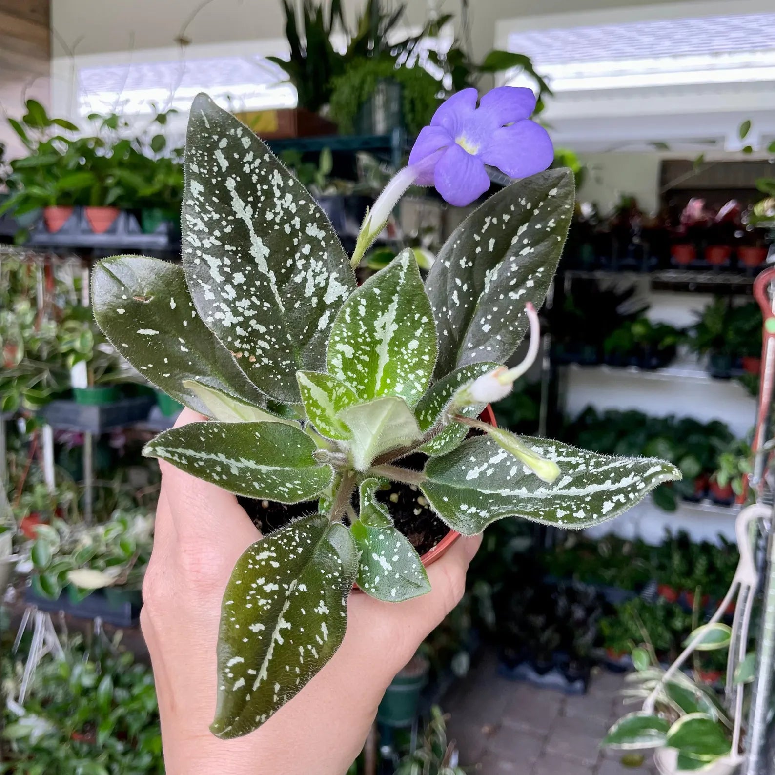 Michaelmoelleria Vietnamensis (Big Mike)