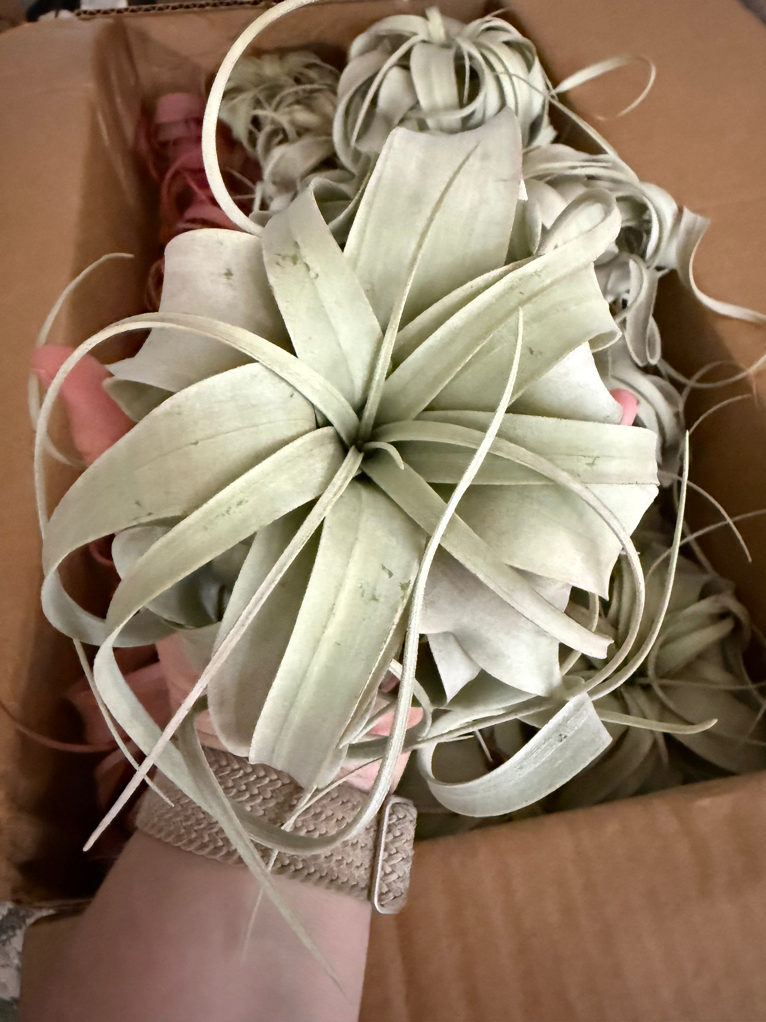 Air Plant Xerographica 4"-6"