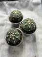 Astrophytum asterias var. nudum