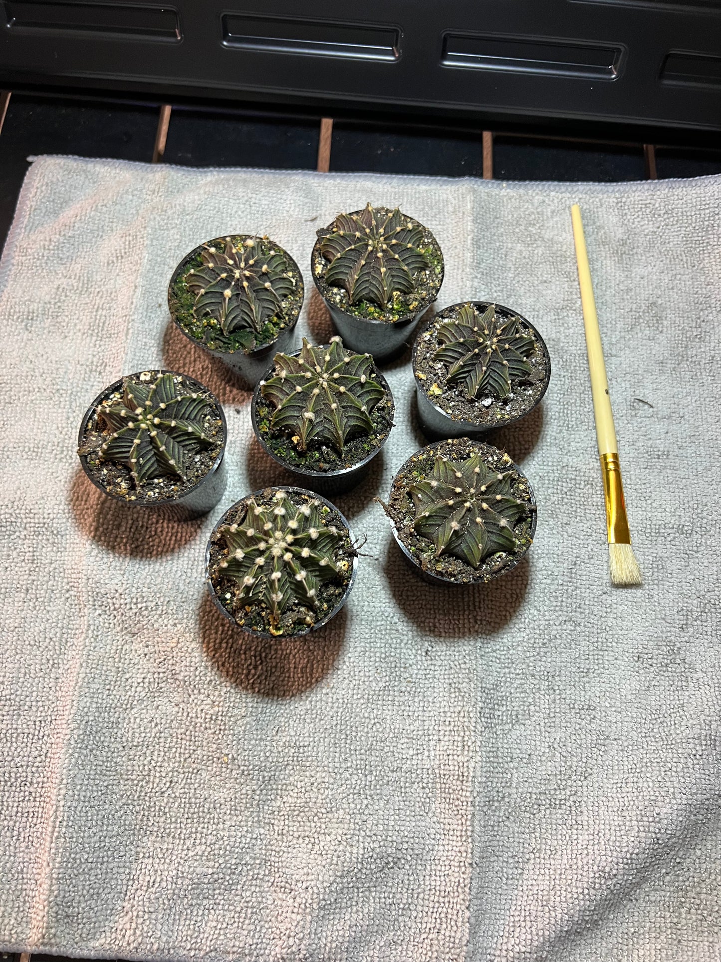 Gymnocalycium stenopleurum VOS1241