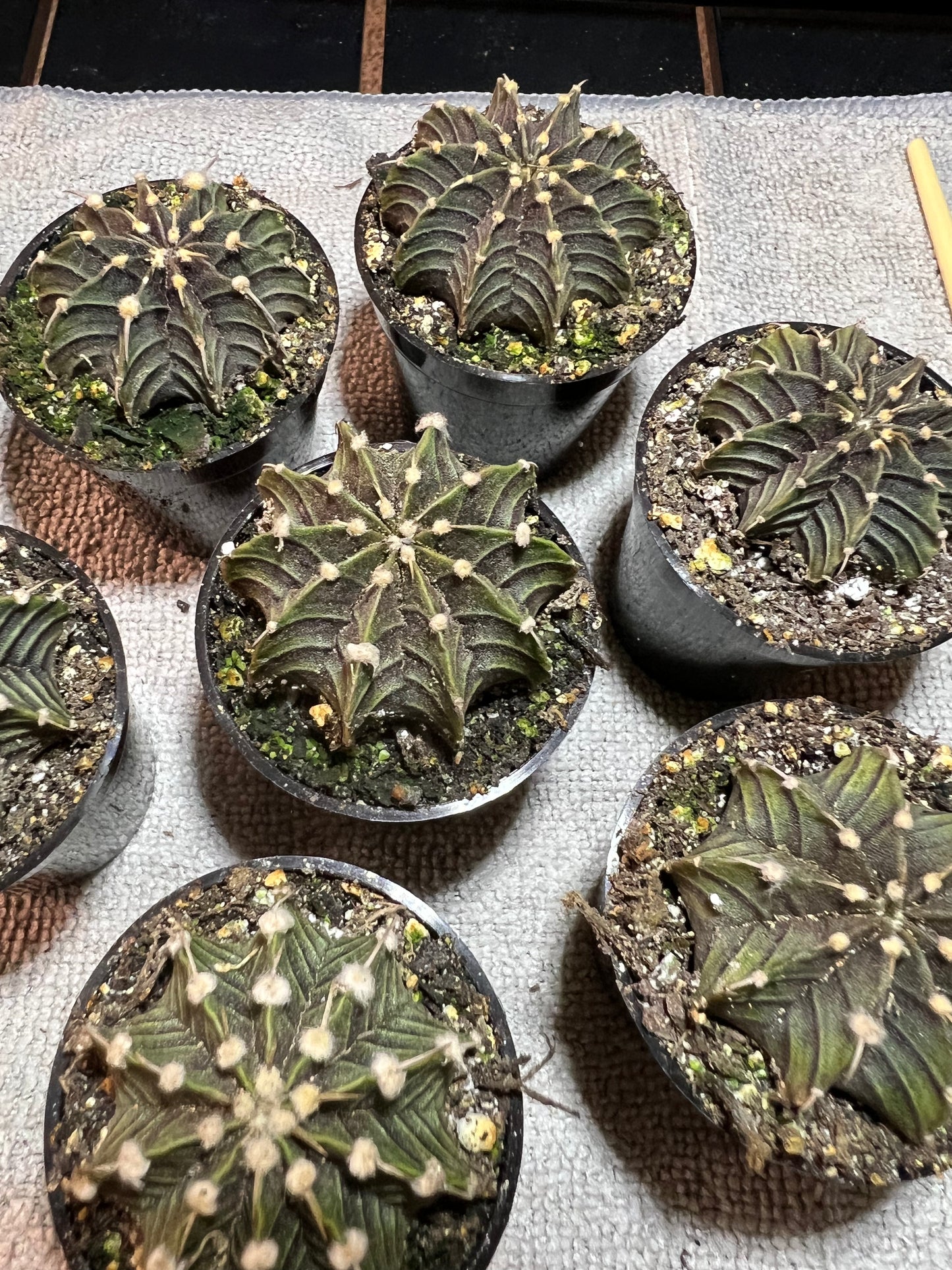 Gymnocalycium stenopleurum VOS1241