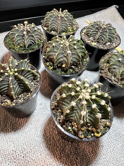 Gymnocalycium stenopleurum VOS1241