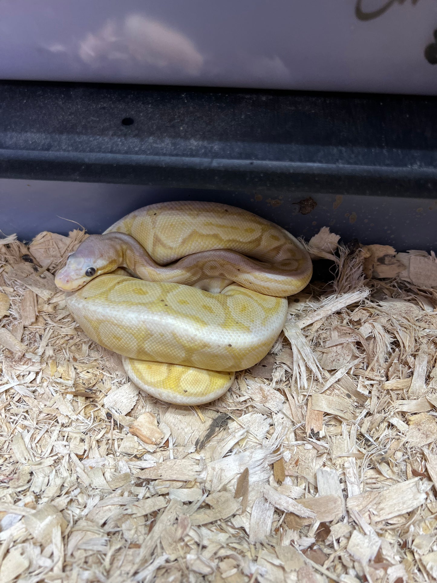 Citrus Mahogany Banana Het Albino