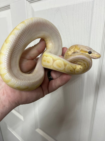 Citrus Mahogany Banana Het Albino