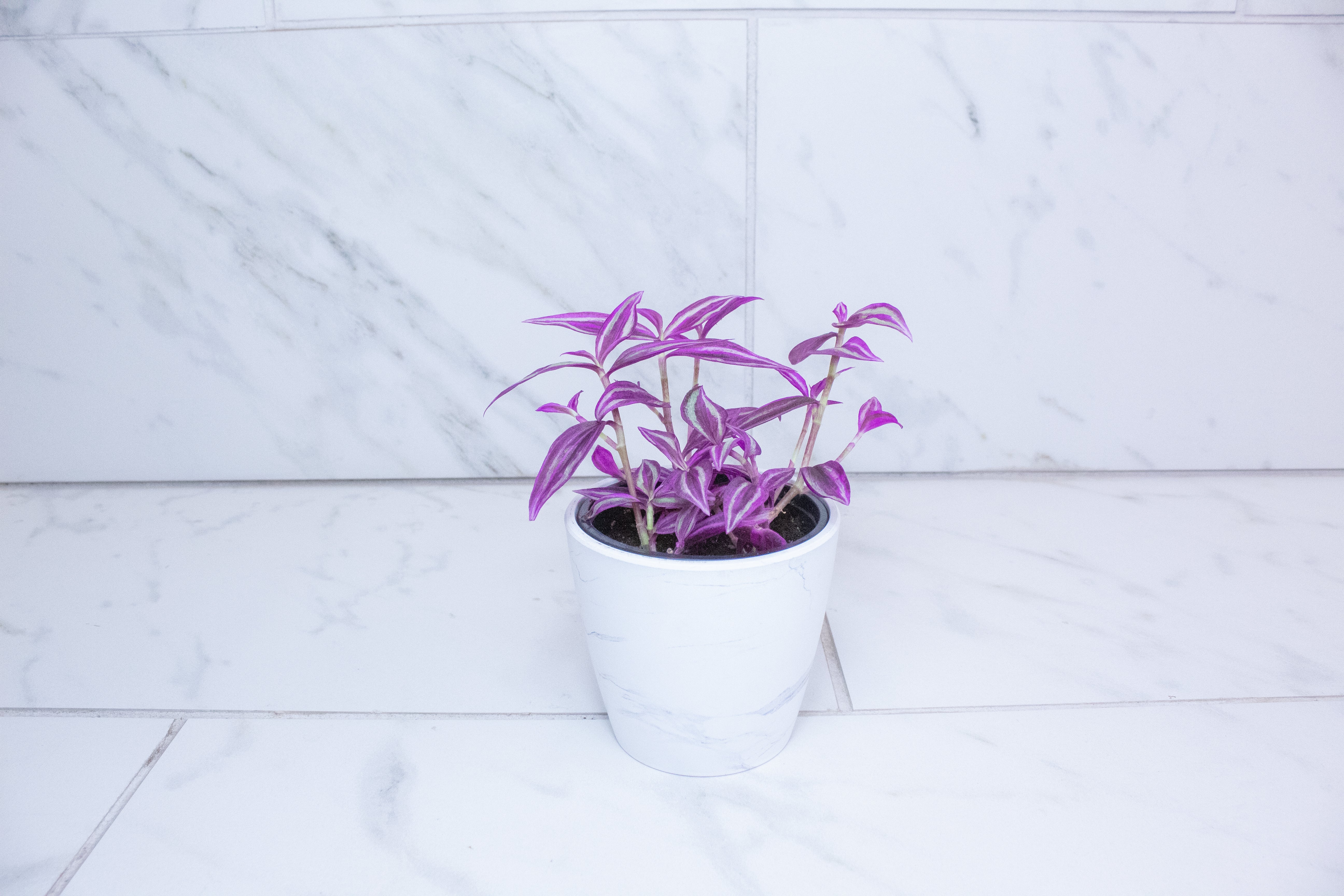Tradescantia Pink Paradise, 4" Plant