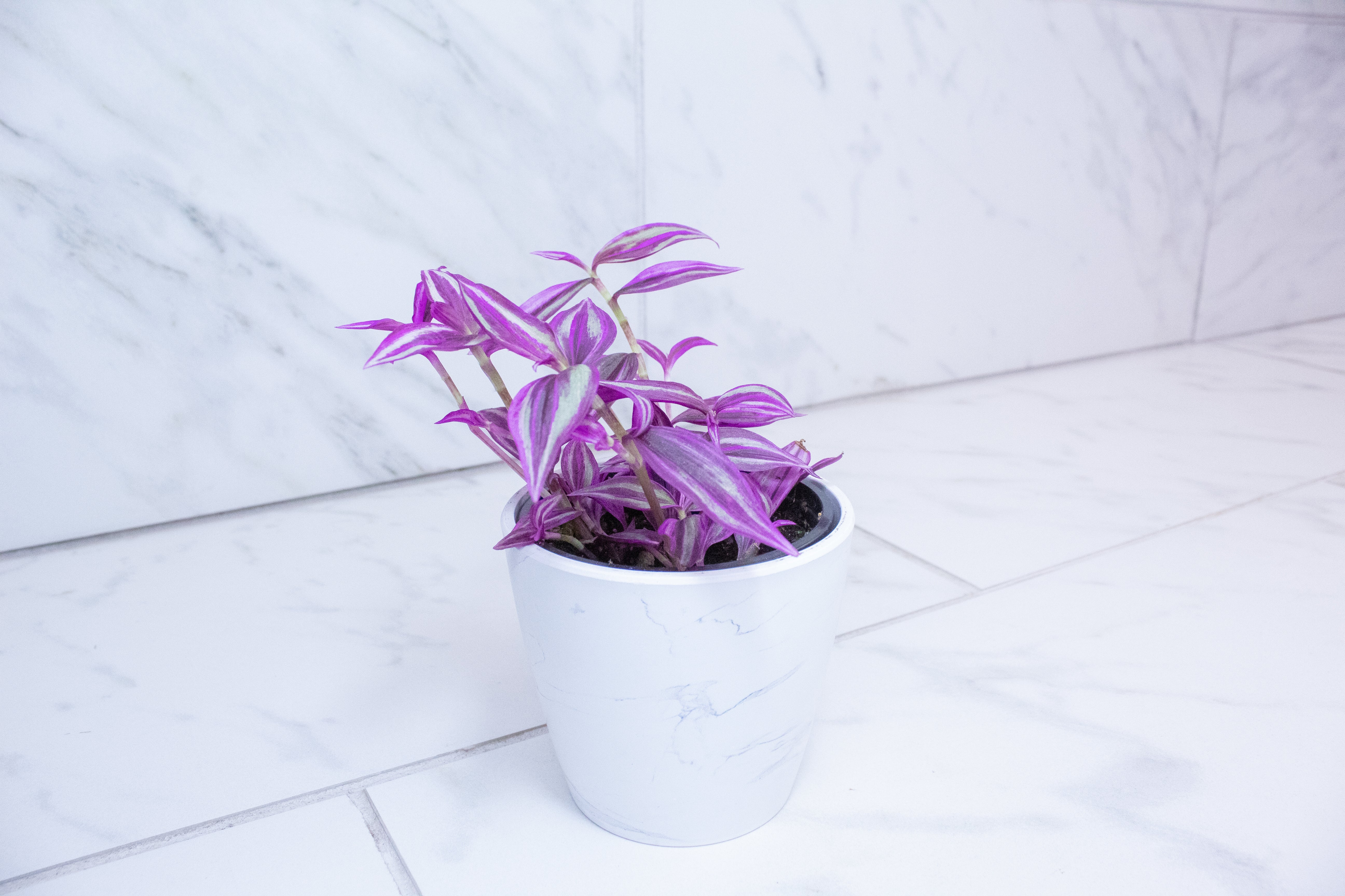 Tradescantia Pink Paradise, 4" Plant