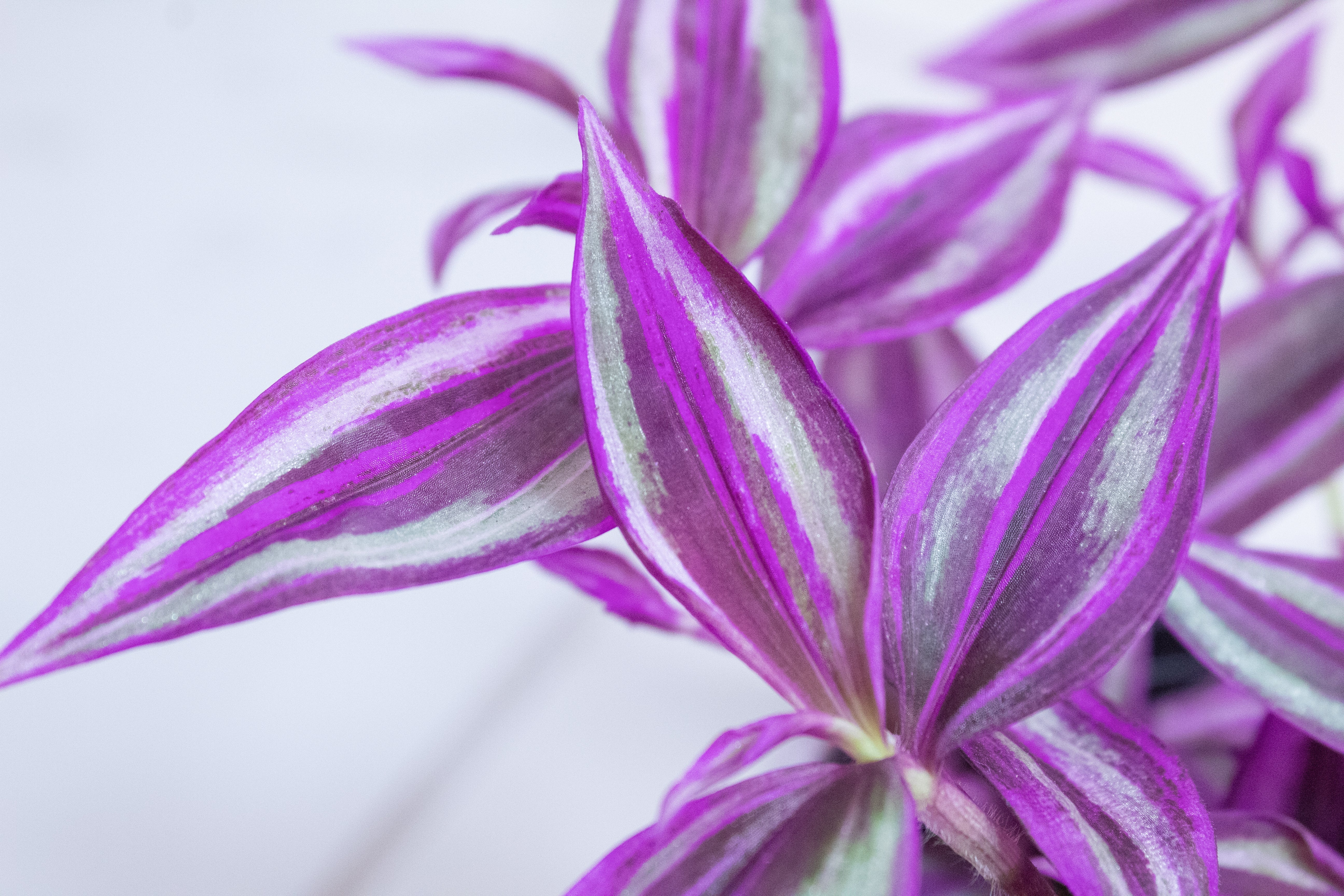 Tradescantia Pink Paradise, 4" Plant