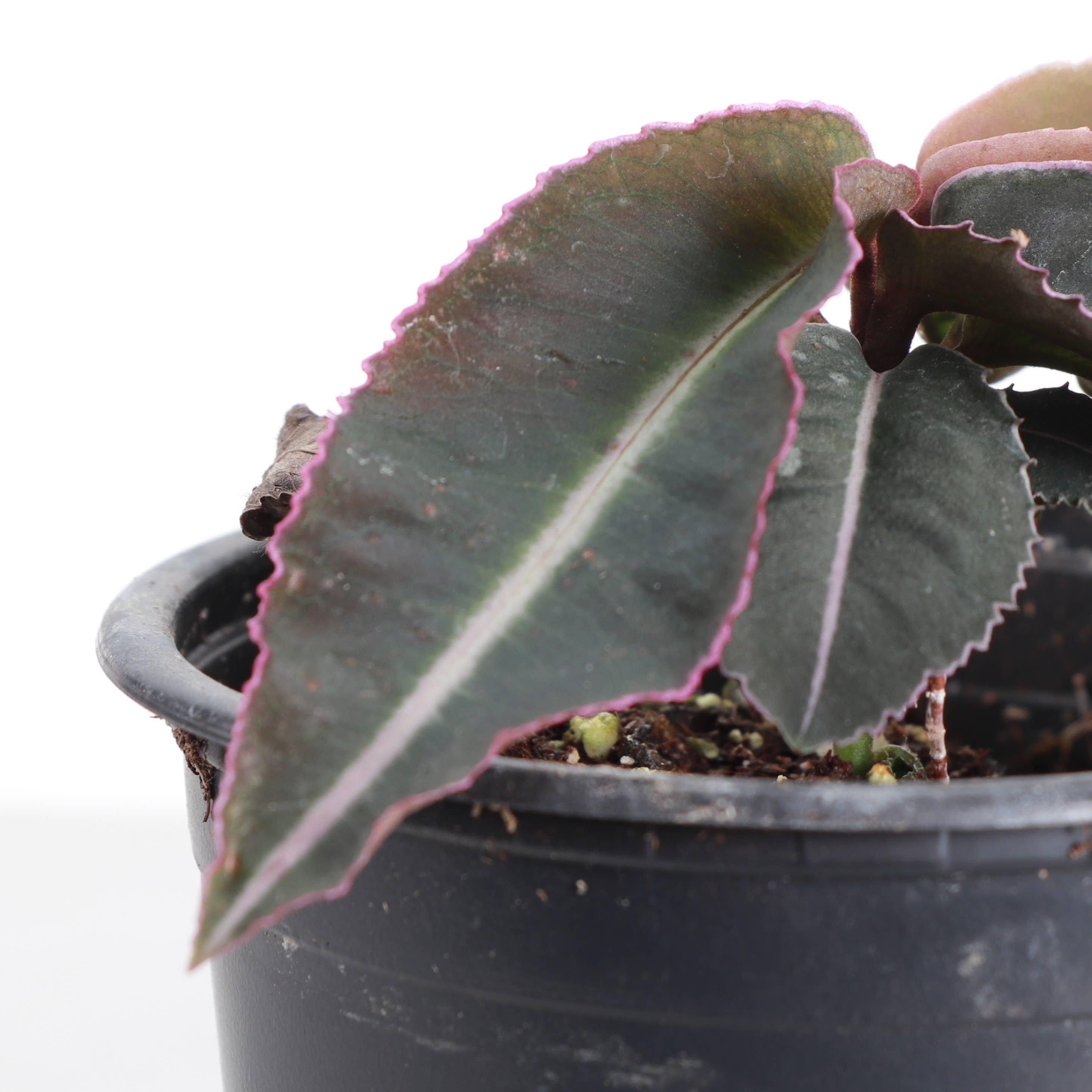 Labisia Electric Pink - 4" Live Plant - Terrarium Plant