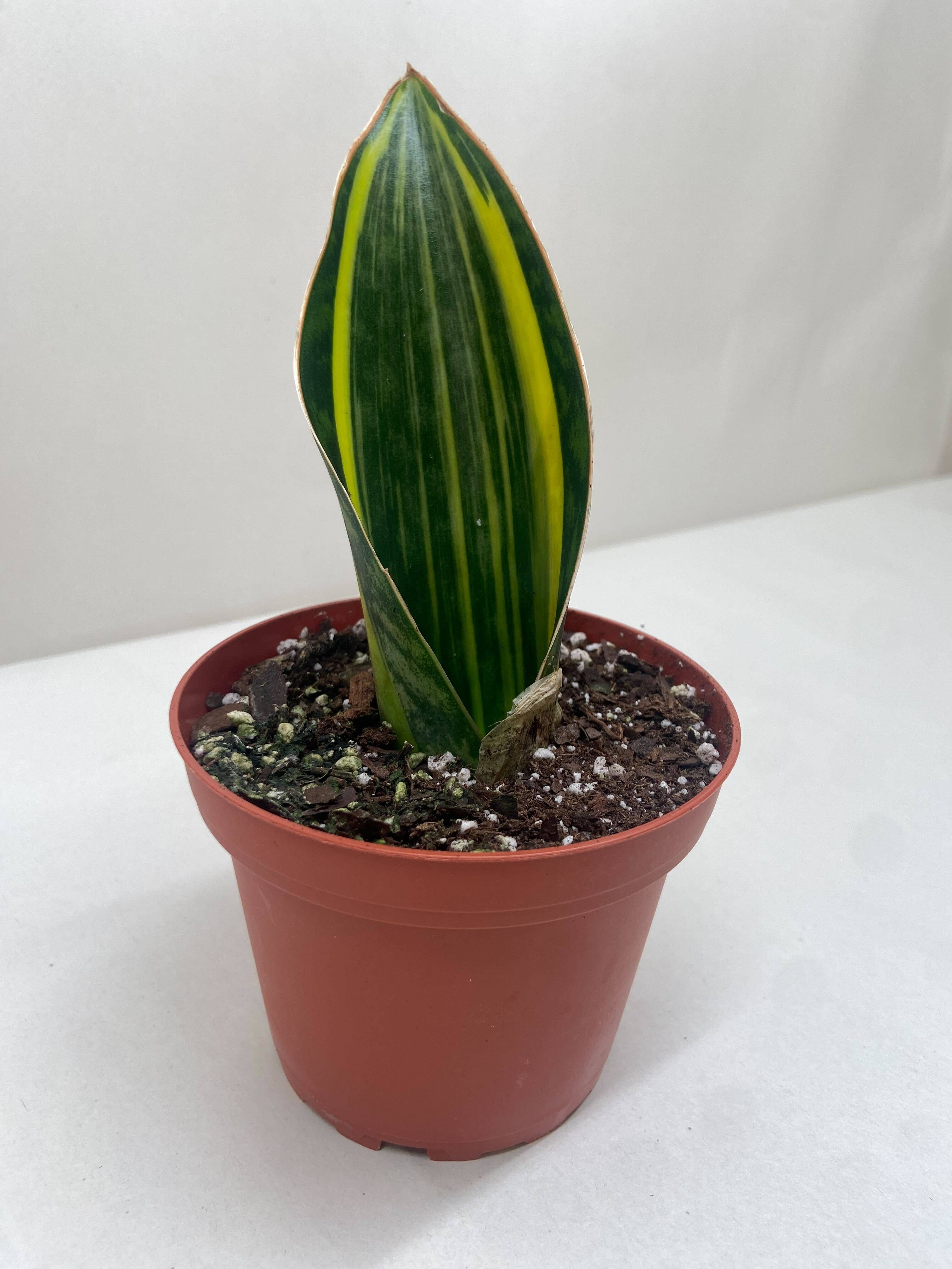 Variegated Shark Fin Snake Plant - 4" Pot
