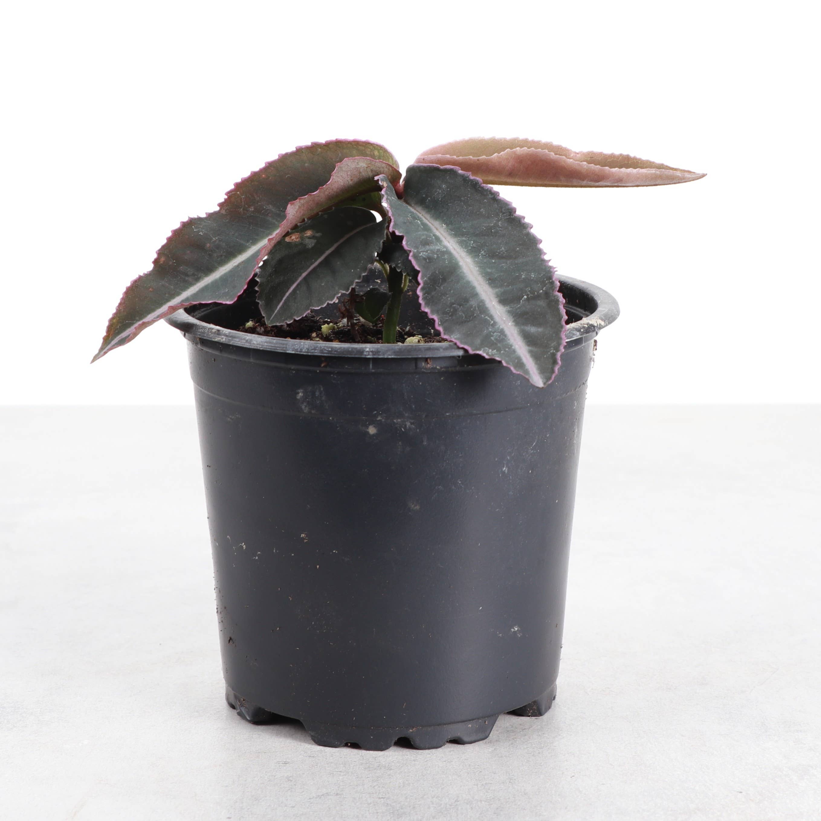 Labisia Electric Pink - 4" Live Plant - Terrarium Plant