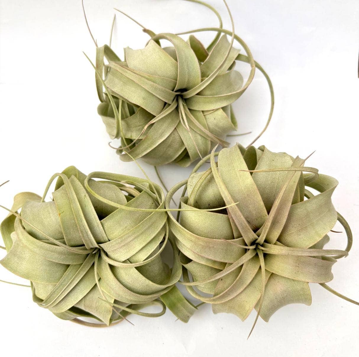 Air Plant Xerographica 4"-6"