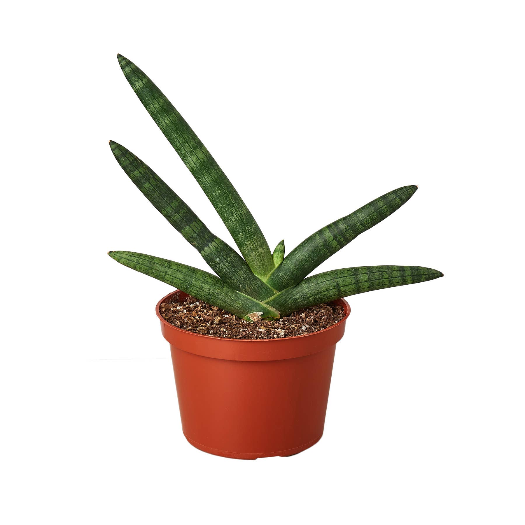 SNAKE STARFISH 6-inch