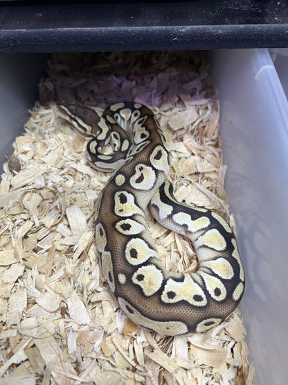 Pastel Lesser Het Orange Dream