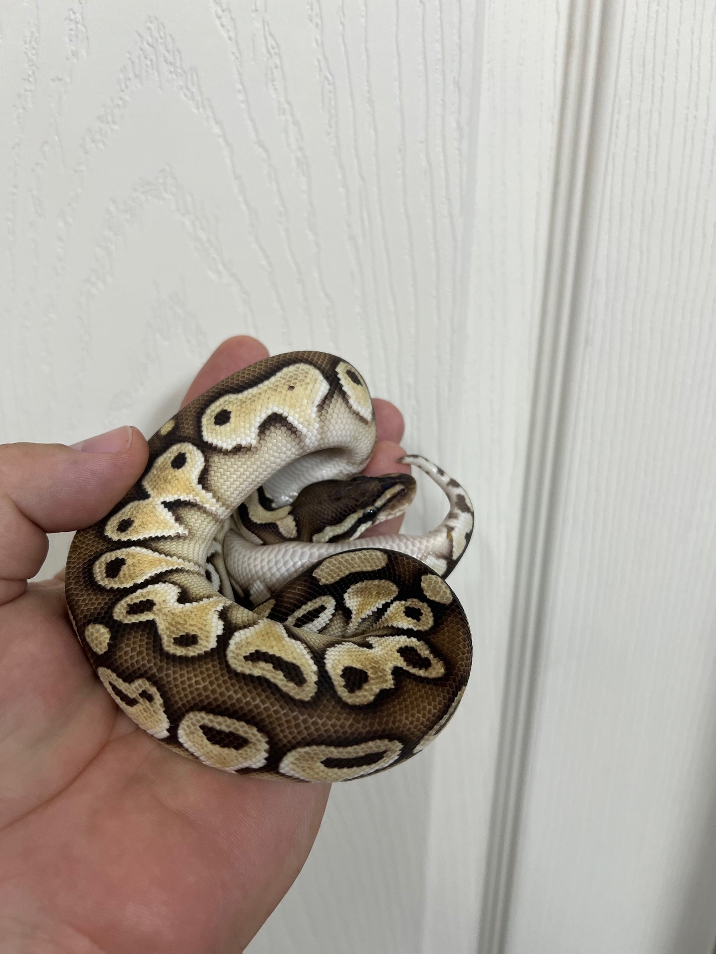 Pastel Lesser Het Orange Dream