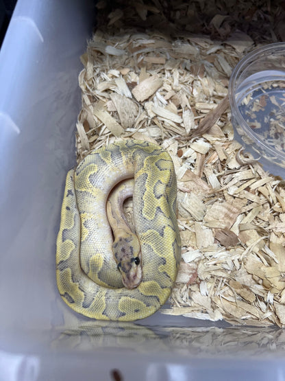 Super Enchi Mimosa