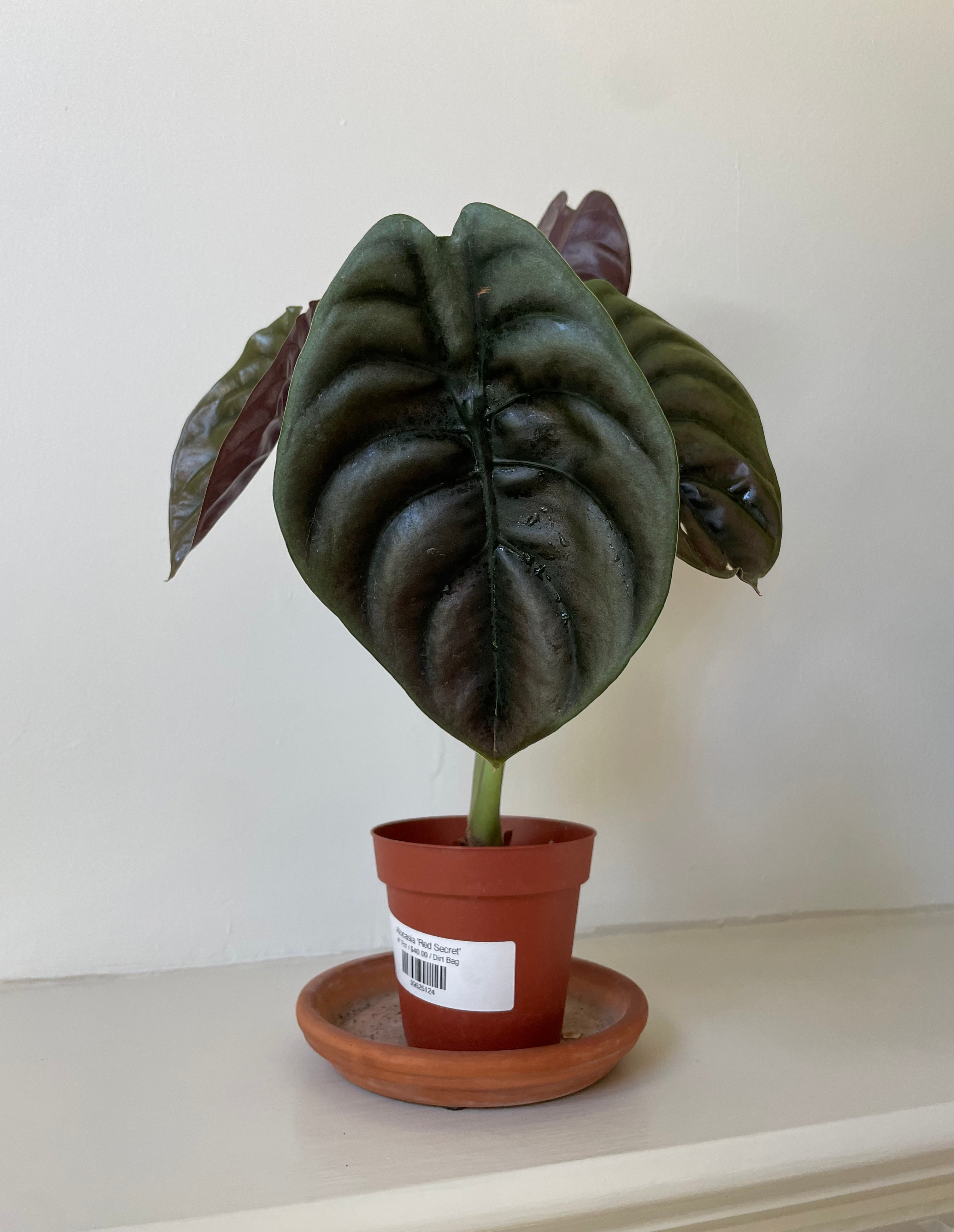 Alocasia Cuprea 'Red Secret'
