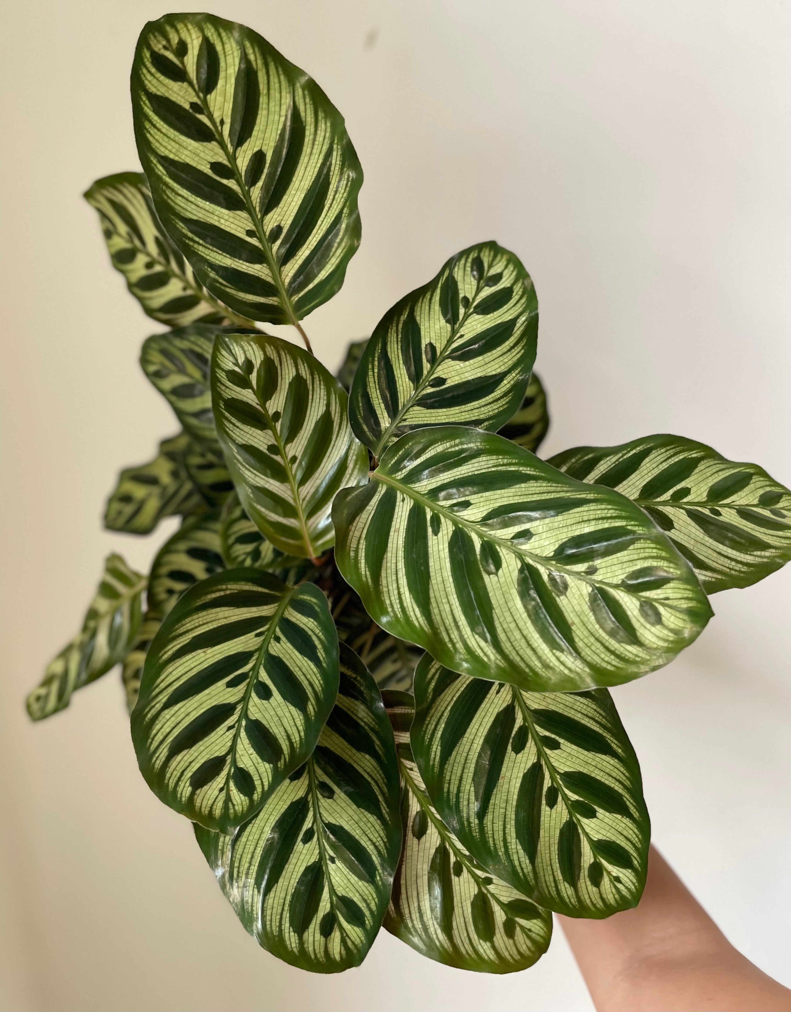 'Peacock' Makoyana Calathea
