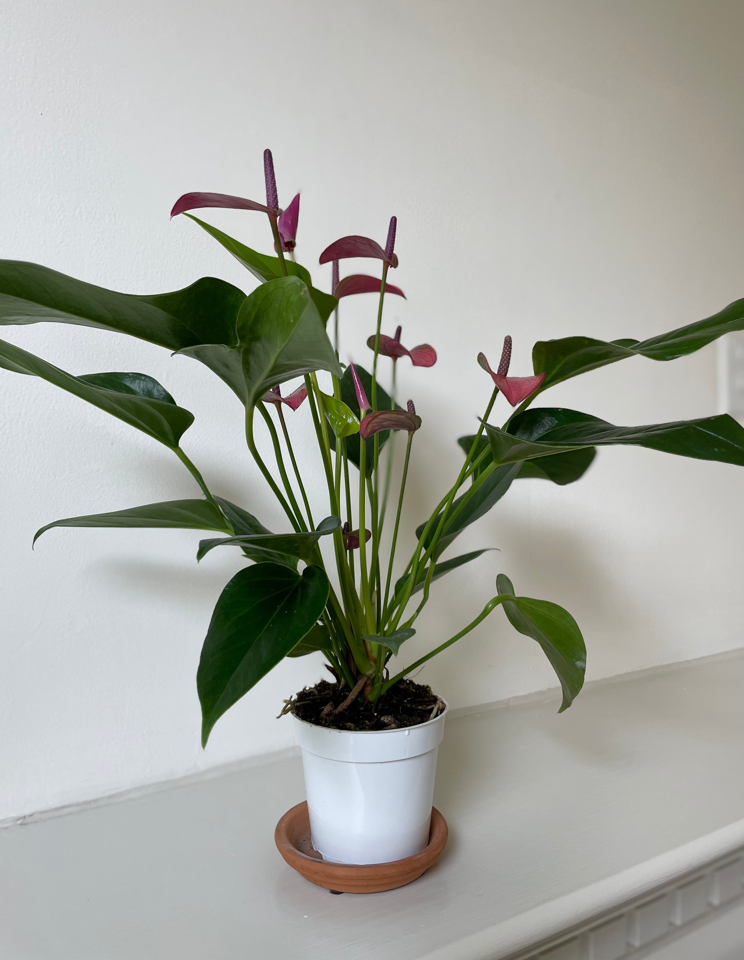 Anthurium 'Purple'