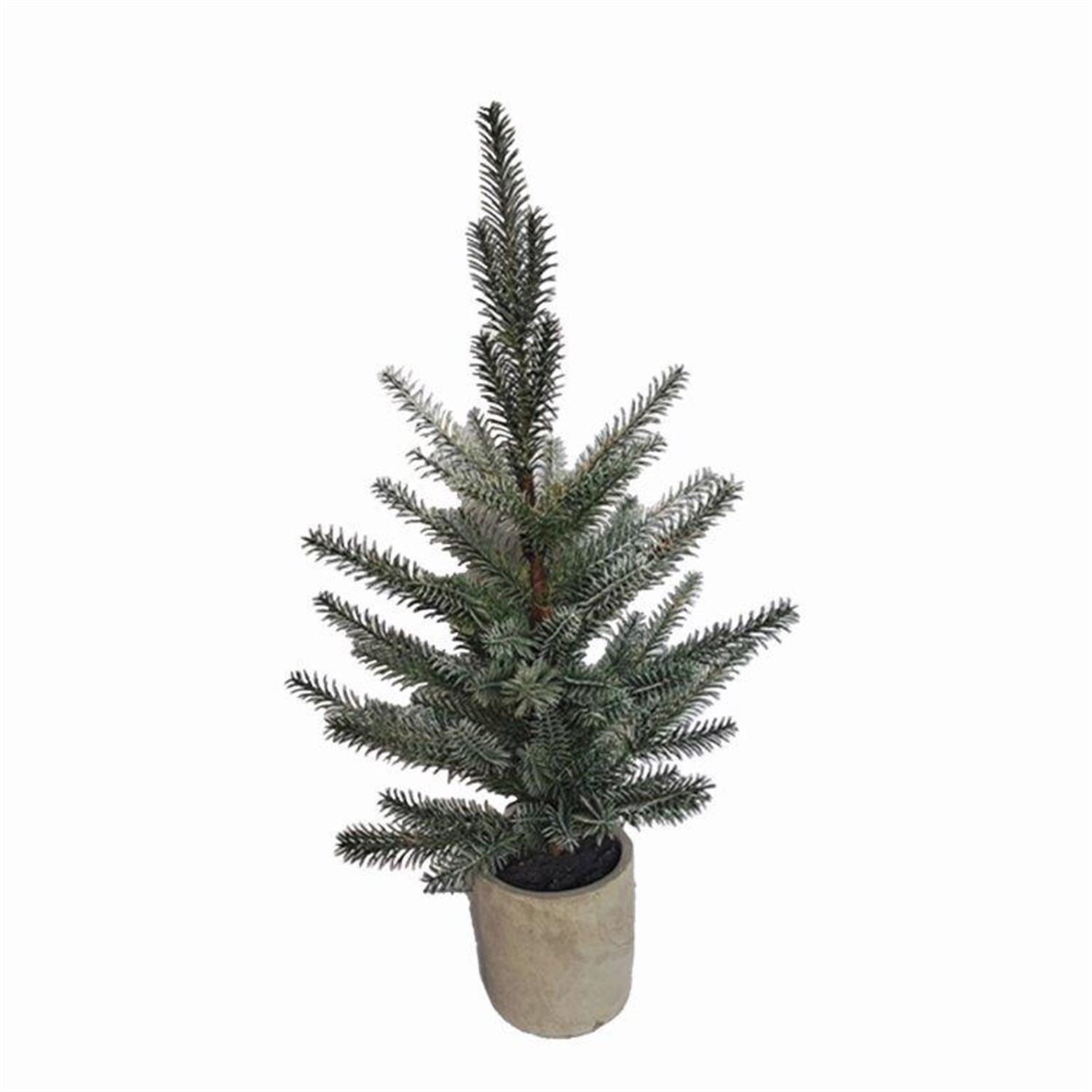 Pine Tree in Plastic Pot (Set of 2)
