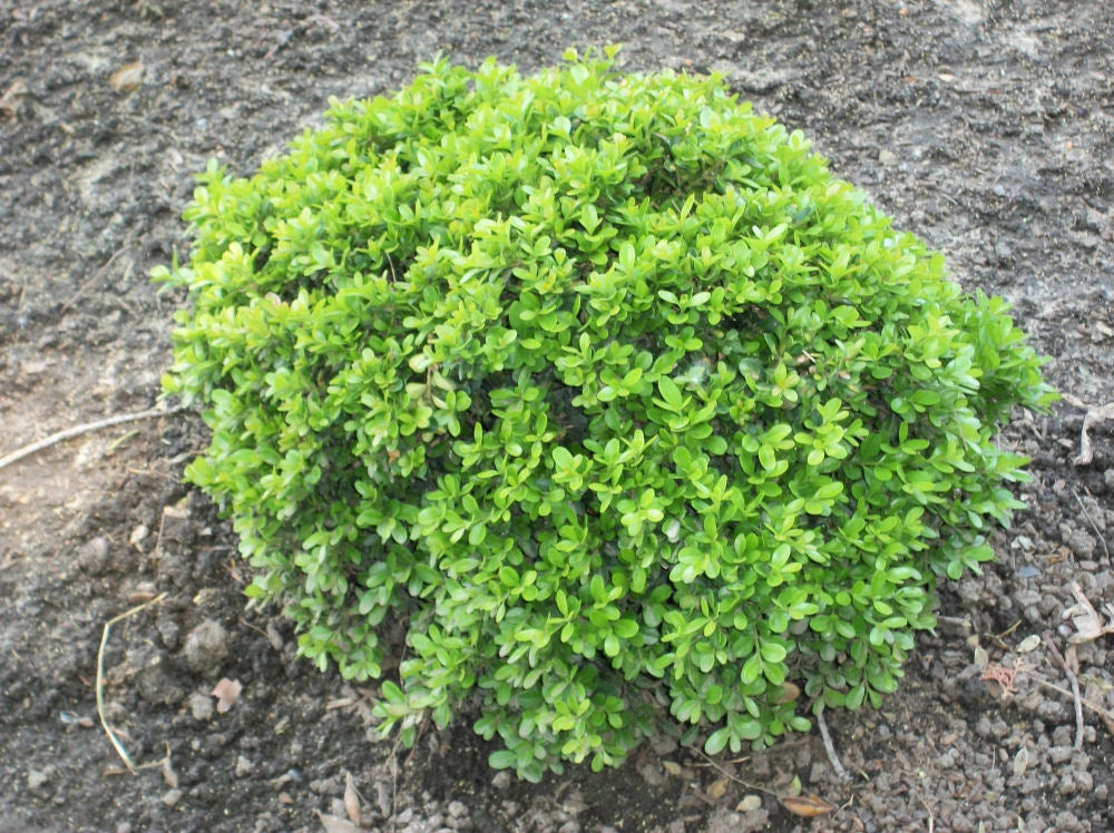 Wee Willie™ Boxwood (Buxus x 'Wee Willie') - 1 gallon 8"