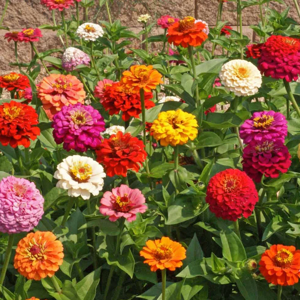 Cut & Come Again Mix Zinnia (2 Oz)