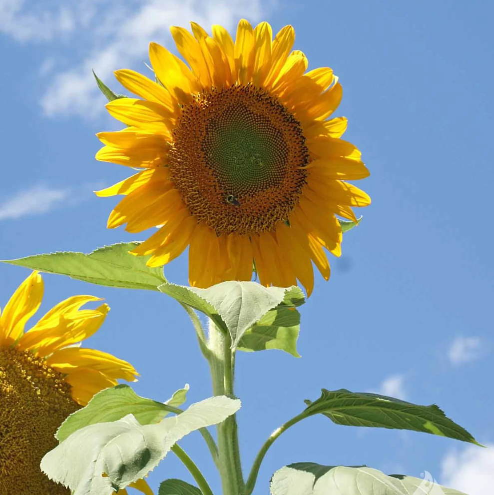 Mammoth Russian Sunflower (1/4 Lb)