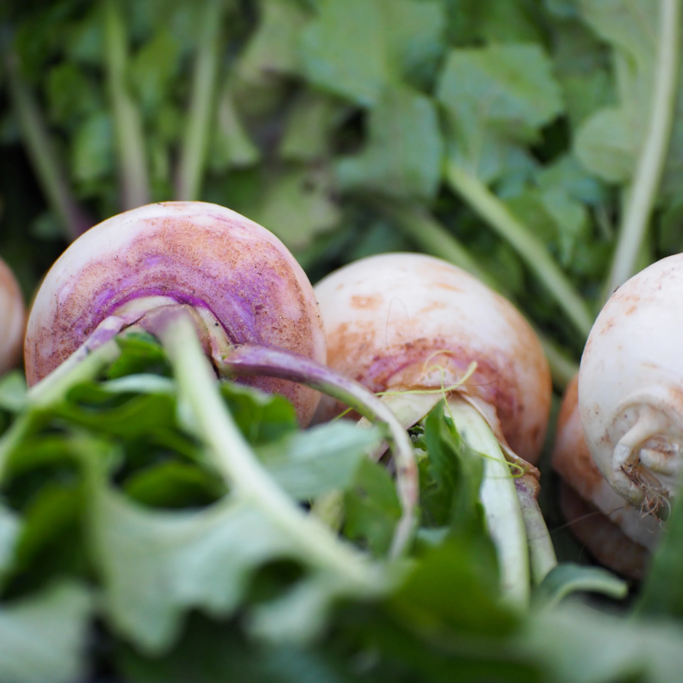 Purple Top White Globe Turnip (1 Lb)