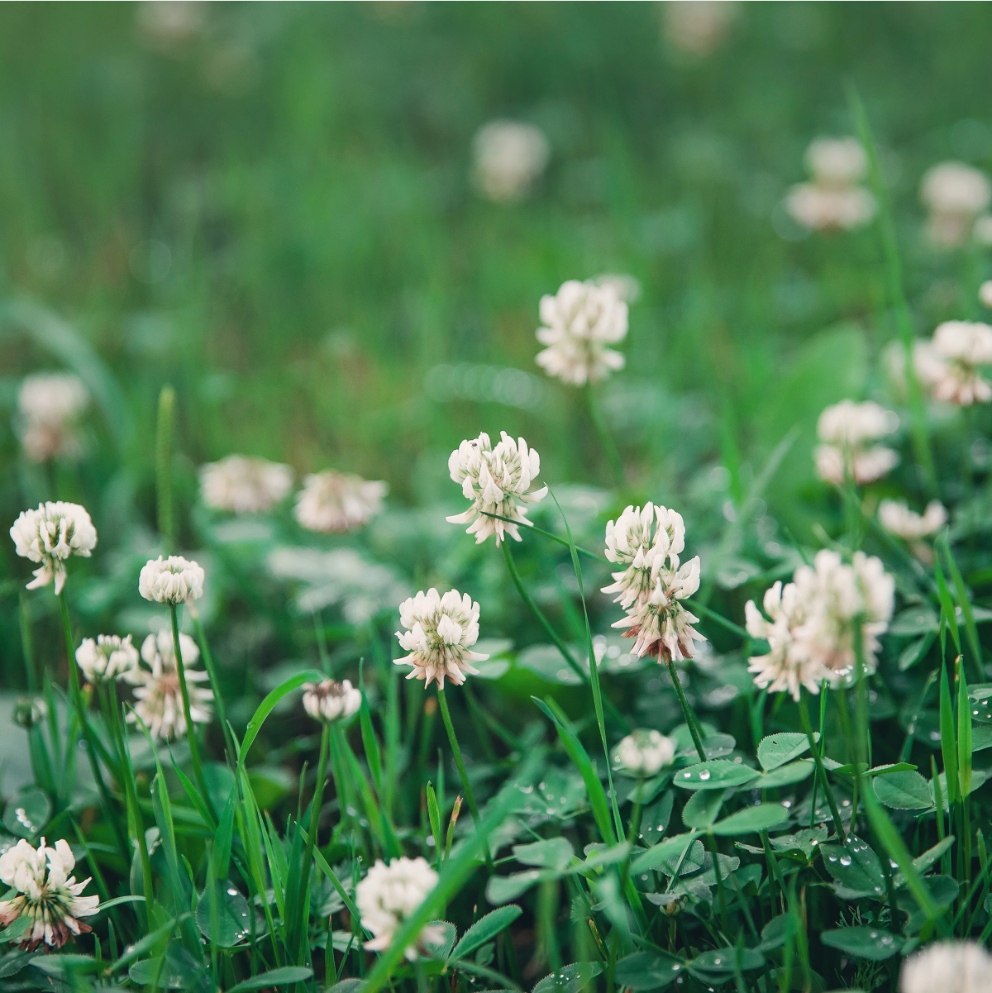 Cover Crop White Clover (1 Lb)