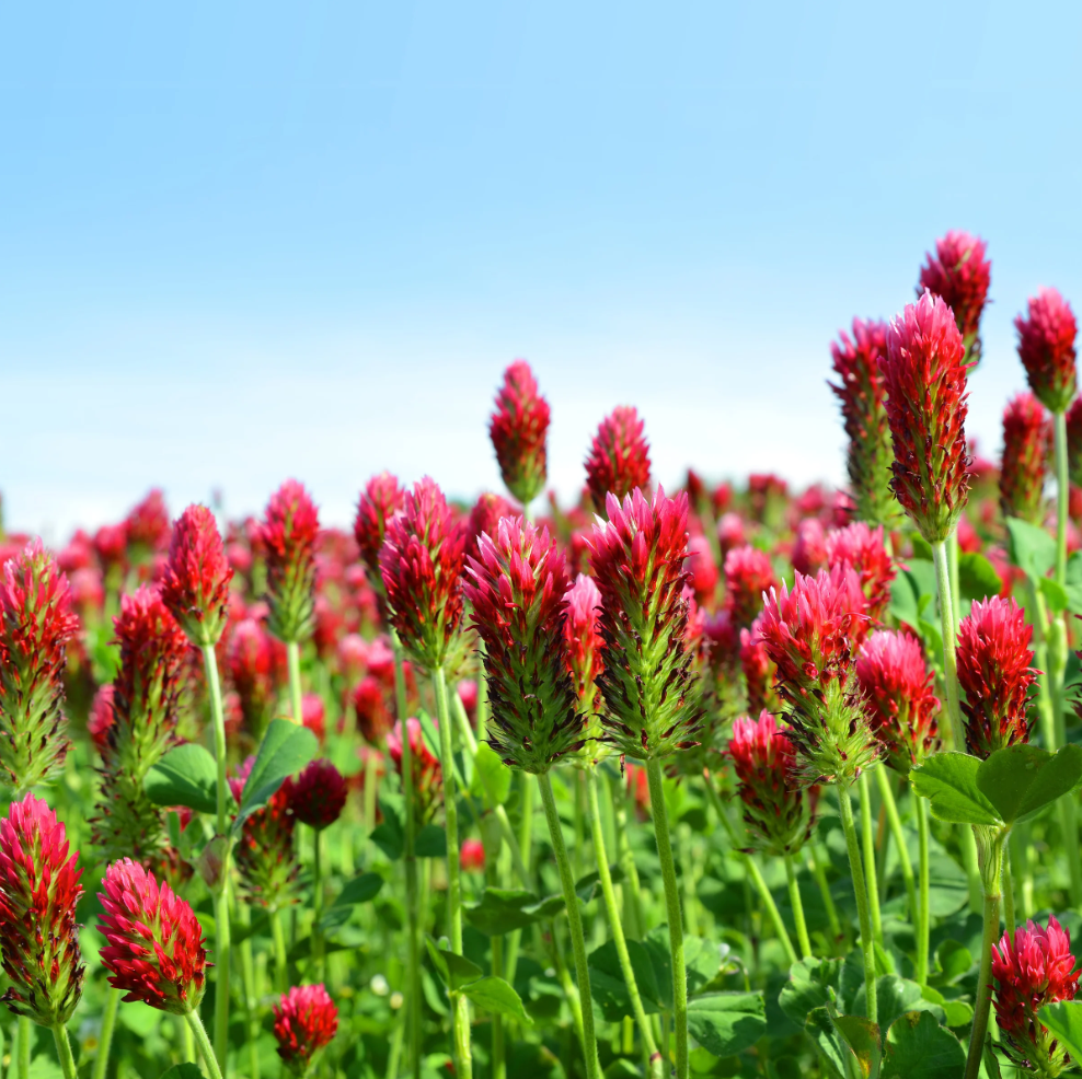 Cover Crop Crimson Clover (1 Lb)