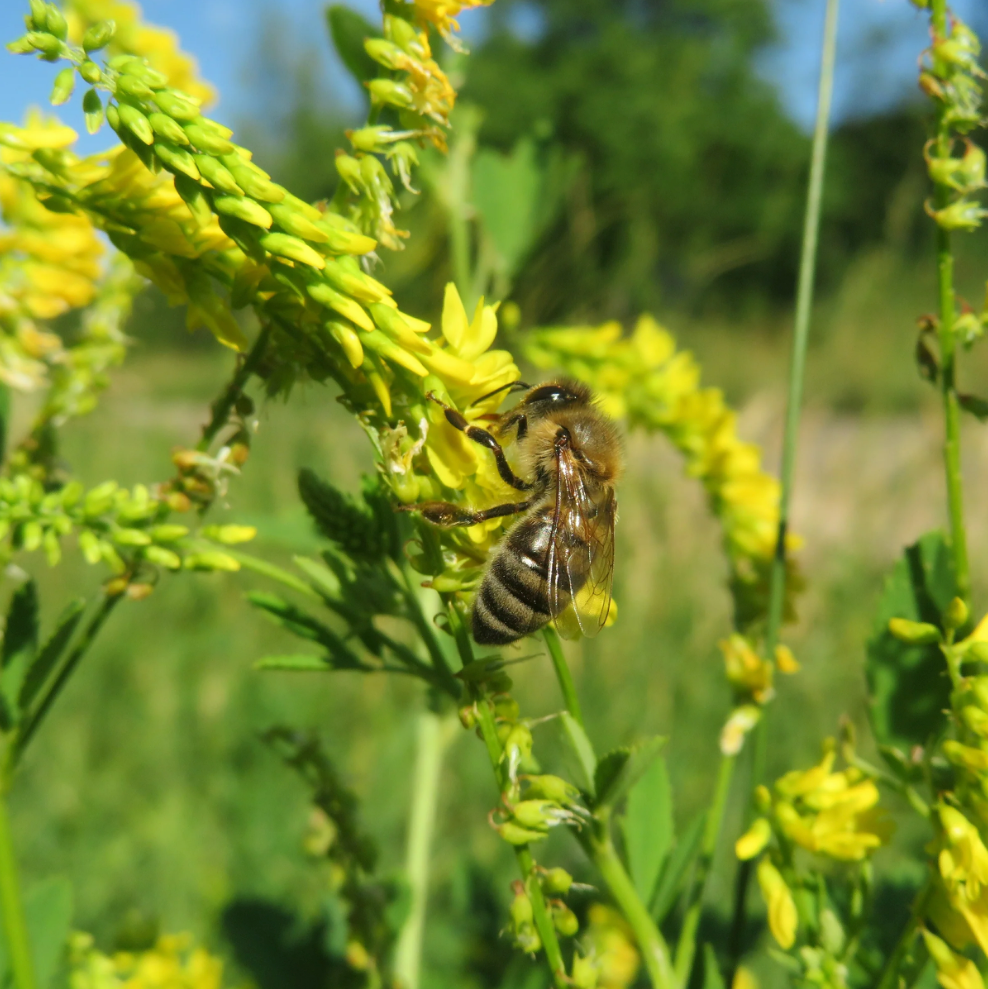 Cover Crop Yellow Sweet Clover (1 Lb)