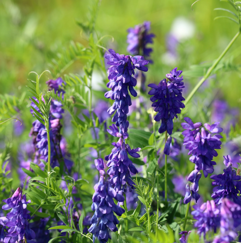 Cover Crop Hairy Vetch (1 Lb)