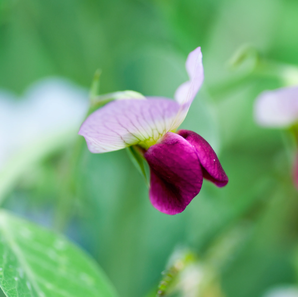 Cover Crop Austrian Winter Peas (1 Lb)