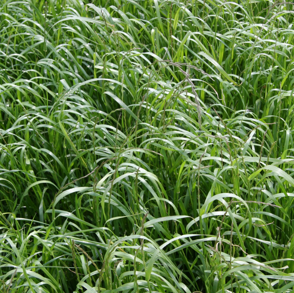Cover Crop Annual Ryegrass (.75 Lb)