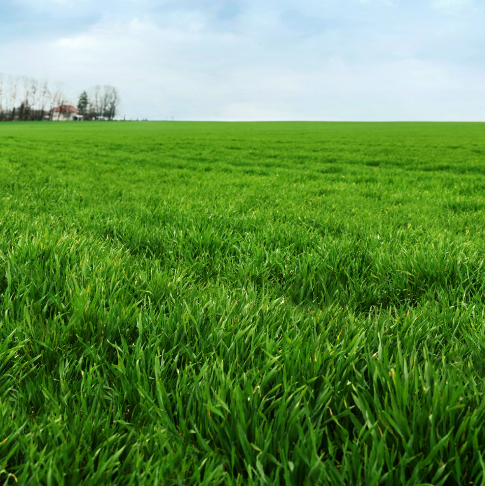 Cover Crop Winter Rye (5 Lb)