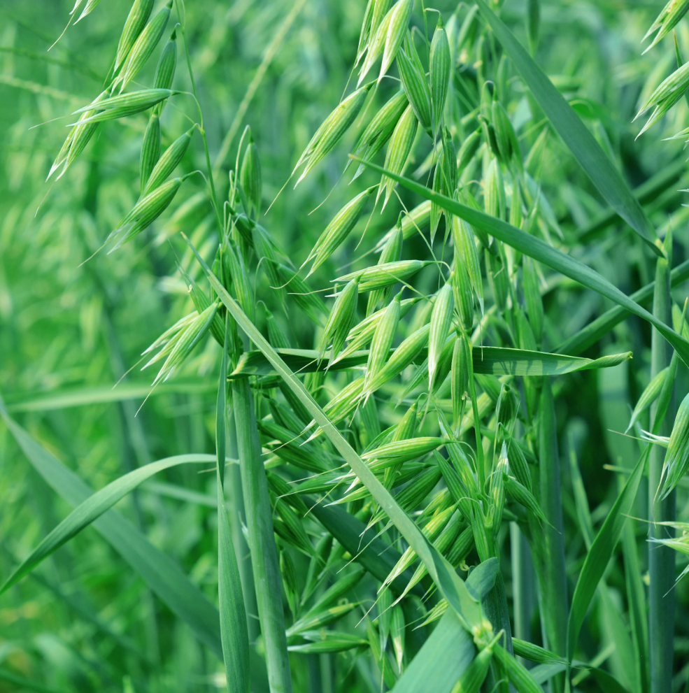 Cover Crop Spring Oats (5 Lb)