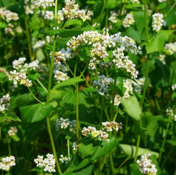 Cover Crop Buckwheat (4 Lb)