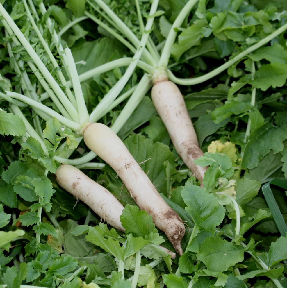 Cover Crop Groundhog Radish (1 Lb)