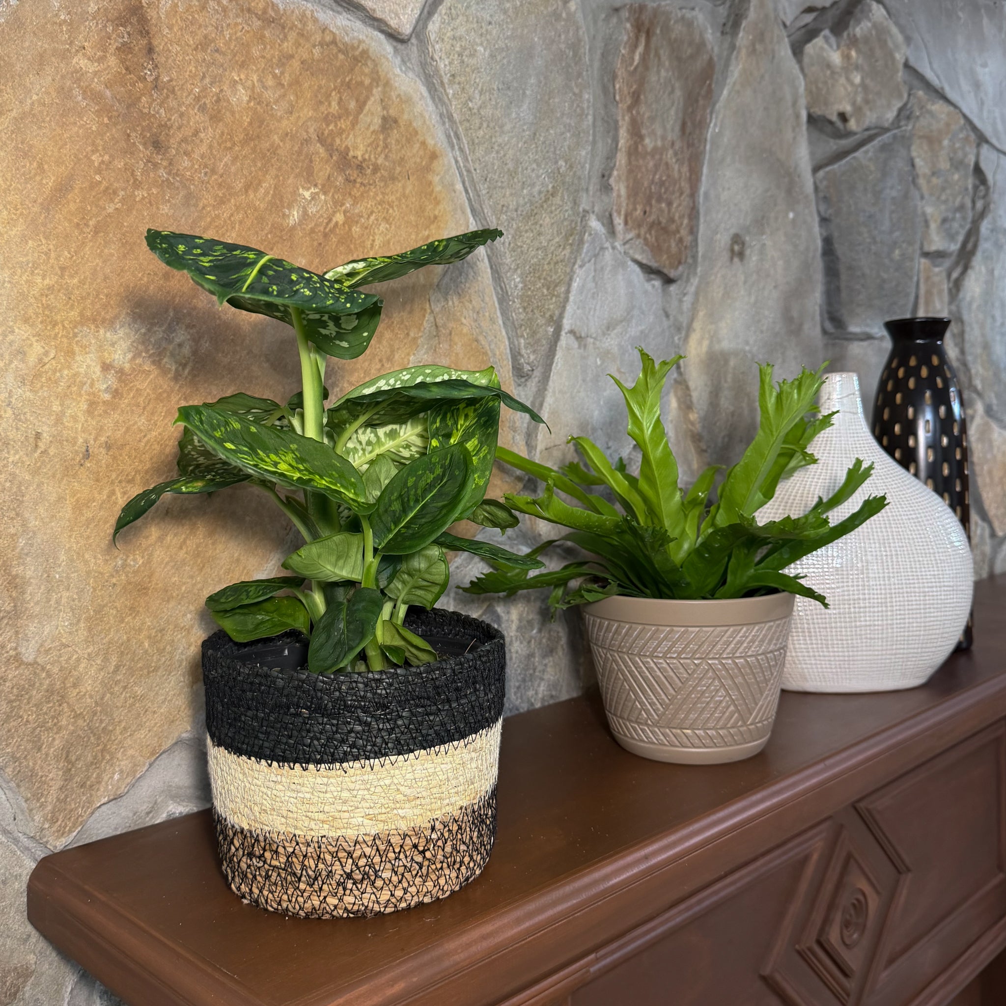 Fern &amp; Foliage Mystery Houseplant 2 Pack - 6 Inch Indoor Houseplants
