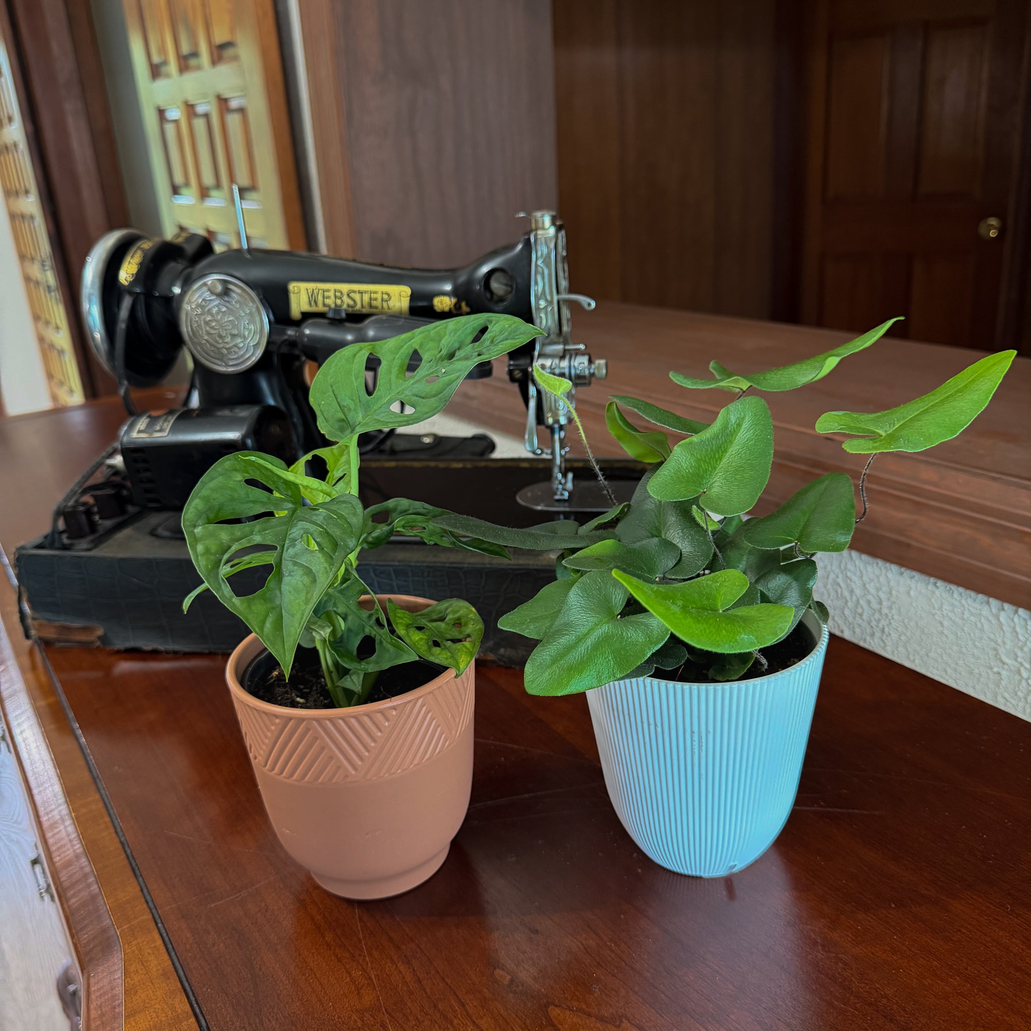 Fern &amp; Foliage Mystery Houseplant 2 Pack - 4 Inch Indoor Houseplants
